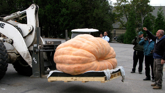 A forklift and pallet carry a giant Halloween pumpkin